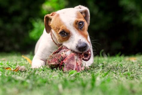 Analysis: Should your pet eat raw meat? | PBS News