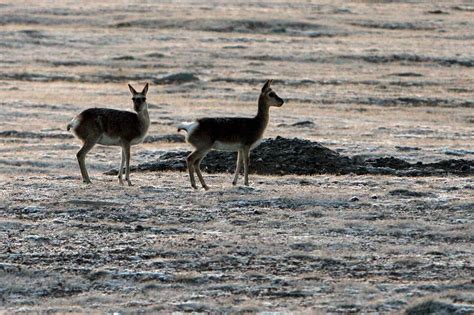 Stopping a 'Near Threatened' species from being sold as luxury shawls