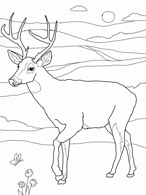 Deer Skull Coloring Pages For Adults Coloring Pages