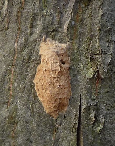 Gypsy Moth egg mass - Lymantria dispar - BugGuide.Net