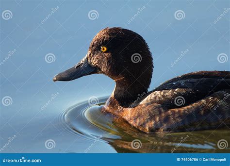 Female tufted duck stock photo. Image of ornithology - 74406786