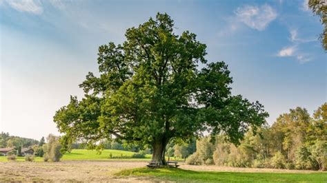 20 Amazing Health Benefits of Oak Leaves🌳Oak Remedies