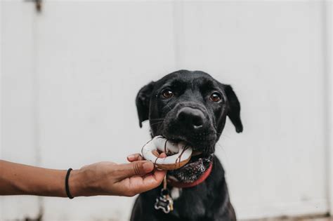 Best Food for Lab Puppy — What Should You Feed Your Labrador?