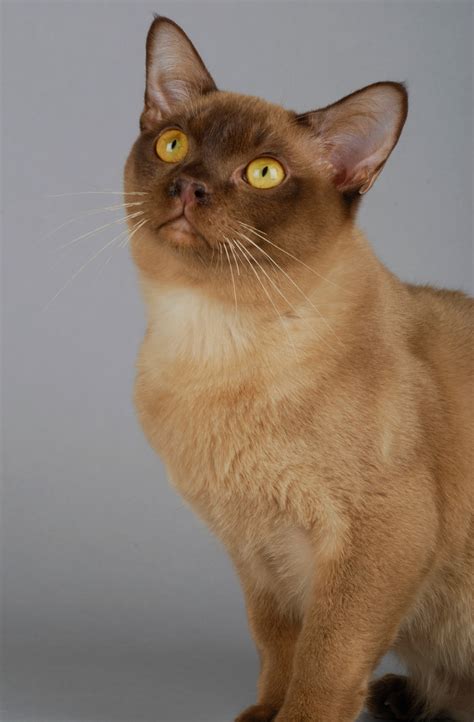 Burmese Cat Breed - Characteristics, Colors, & Personality