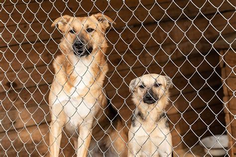 Abandoned Dogs Residing At The Homeless Dog Shelter Photo Background ...