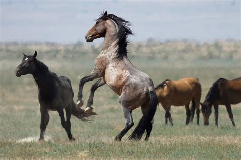 Where are wild horses in texas