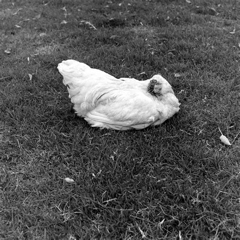 Mike the Headless Chicken: A Rooster Loses His Head ... and Lives | Time