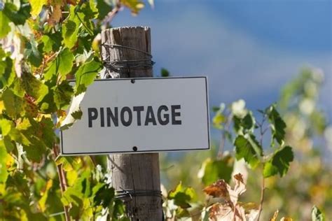 14 Pinotage Food Pairing Ideas to Match Its Unique Flavor Profile ...