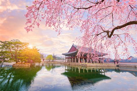 When and Where to Enjoy Cherry Blossoms in South Korea This Season? - Wego Travel Blog