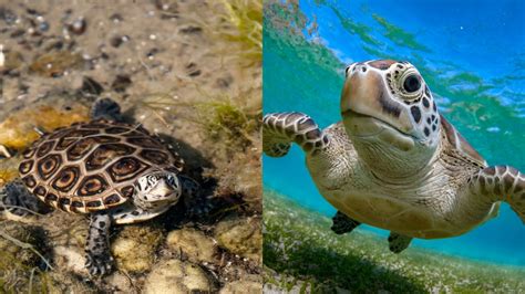 Terrapin vs Turtle - Online Field Guide