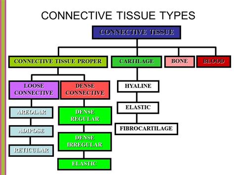 Connective Tissue types | Tissue types, Biology facts, Nursing school notes