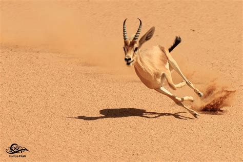 Gazelle Running for its Life | Funny animal photos, Animals, Gazelle