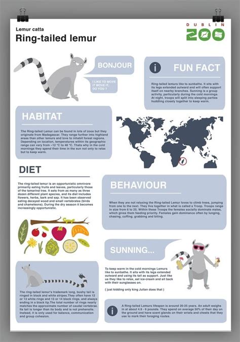 Animal infographic, Animals information, Zoo education