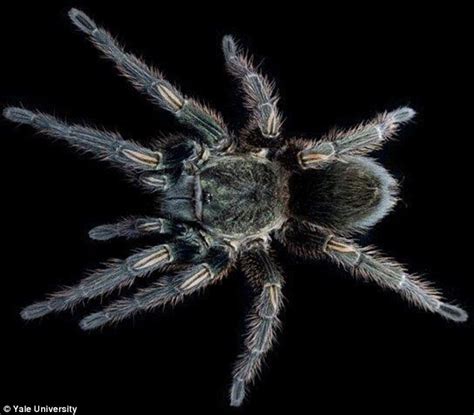 Would YOU take painkillers made from Peruvian spider venom? | Daily Mail Online