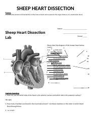 Copy of Sheep Heart Dissection.docx - SHEEP HEART DISSECTION Purpose To review the structural ...