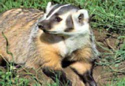 State Symbol: Wisconsin State Animal: Badger | Animals, Animal photo, Animals wild