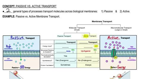 Passive And Active Transport Worksheet - Proworksheet.my.id