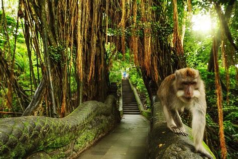 Ubud Skip the line Monkey Forest Sanctuary Ticket and Guided Tour 2024