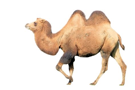 Camel Mammal Animal · Free image on Pixabay