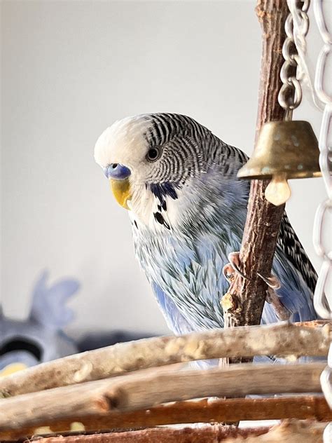 Budgerigar Parrot Bird Common - Free photo on Pixabay - Pixabay