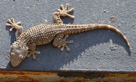 Crocodile Gecko Facts and Pictures | Reptile Fact