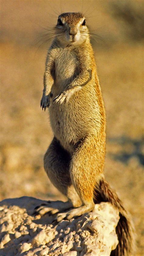 Cape Ground Squirrel, Xerus inauris, female | Cape Ground Sq… | Flickr