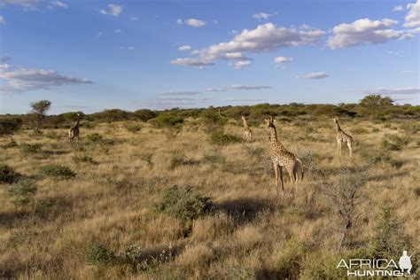 Namibian Wildlife | AfricaHunting.com