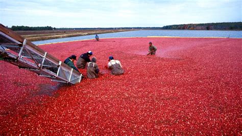 Wisconsin is berry good at growing cranberries - 608today