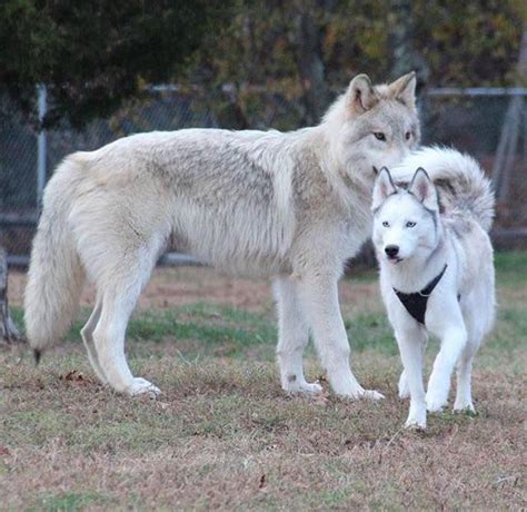 This is a wolf next to a husky for comparison. The wolf is nearly THREE ...