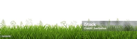 Green Grass Border Isolated White Background Stock Illustration - Download Image Now ...