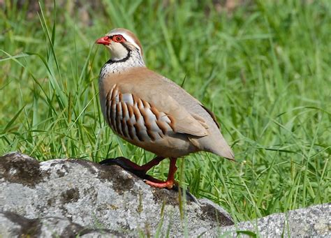 Gower Wildlife: Red-legged Partridge in Penrice