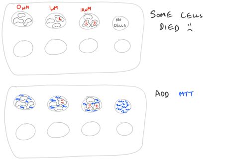 Cell Viability MTT Assay Steps - SciGine