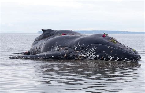 What causes whale mass strandings?