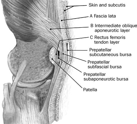 Patella Anatomy