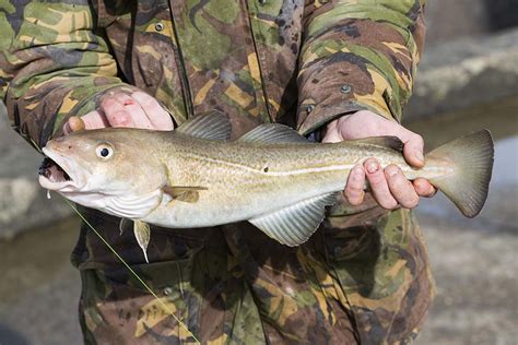 Atlantic Cod Fishing | Fin & Field