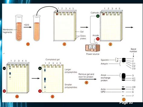 Polyacrylamide Gel Electrophoresis(PAGE) By Mr. R. K. Lodha. - ppt download