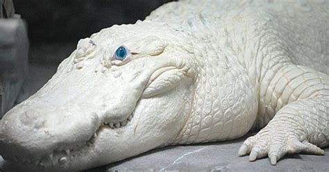 Leucism vs. albinism: What’s the difference? - FlipScience - Top Philippine science news and ...