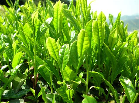 File:Green tea leaves.jpg - Wikimedia Commons