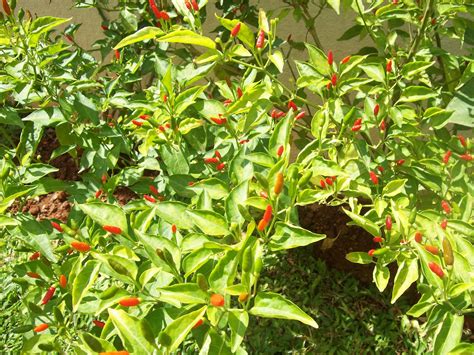 Indian flowers and herbs: Hot chilli!