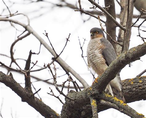 Eurasian Sparrowhawk | BirdForum