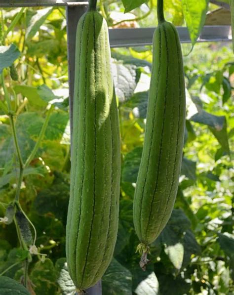 How To Grow Luffa Gourds And Get Natural Sponges Too!