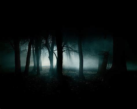 HD wallpaper: forest, night, spooky, trees, fog, mystery, fear, plant ...