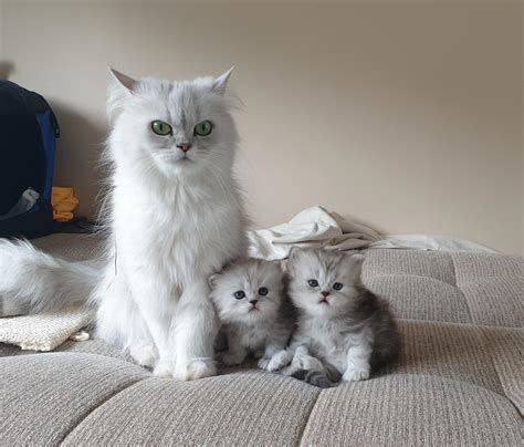 A proud Muezza and her two kittens (still havent found names for them...) : r/cats