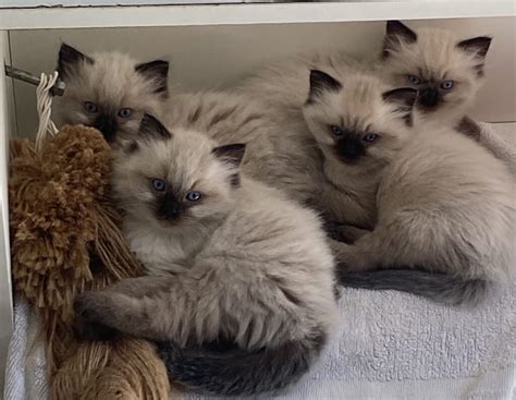 Dolldelight Ragdolls-Registered Ragdoll Cat Breeder in Goulburn New ...