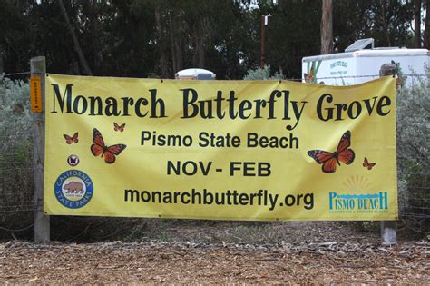 Monarch Butterfly Grove at Pismo State Beach - California Beaches