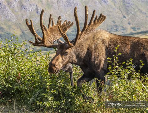 Bull Moose with antlers in velvet at wild nature — background, trees - Stock Photo | #330584346