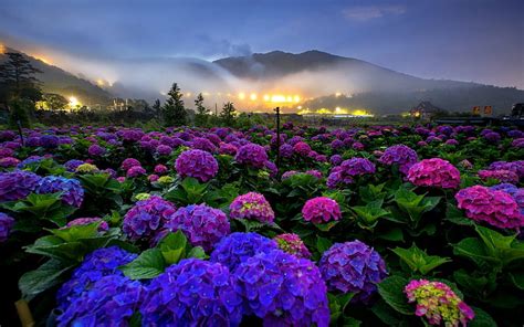 123 Background Flowers Landscape - MyWeb