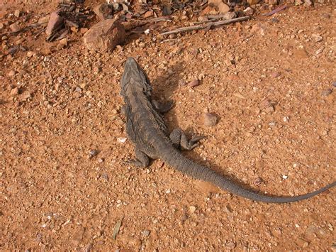 Pogona barbata | Pogona barbata (Cuvier, 1829), Eastern Bear… | Flickr