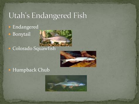 PPT - Endangered Species of Utah PowerPoint Presentation, free download - ID:1956849