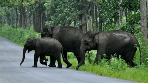 Top 15 Wildlife Sanctuaries and National Parks in Kerala: Tour My India